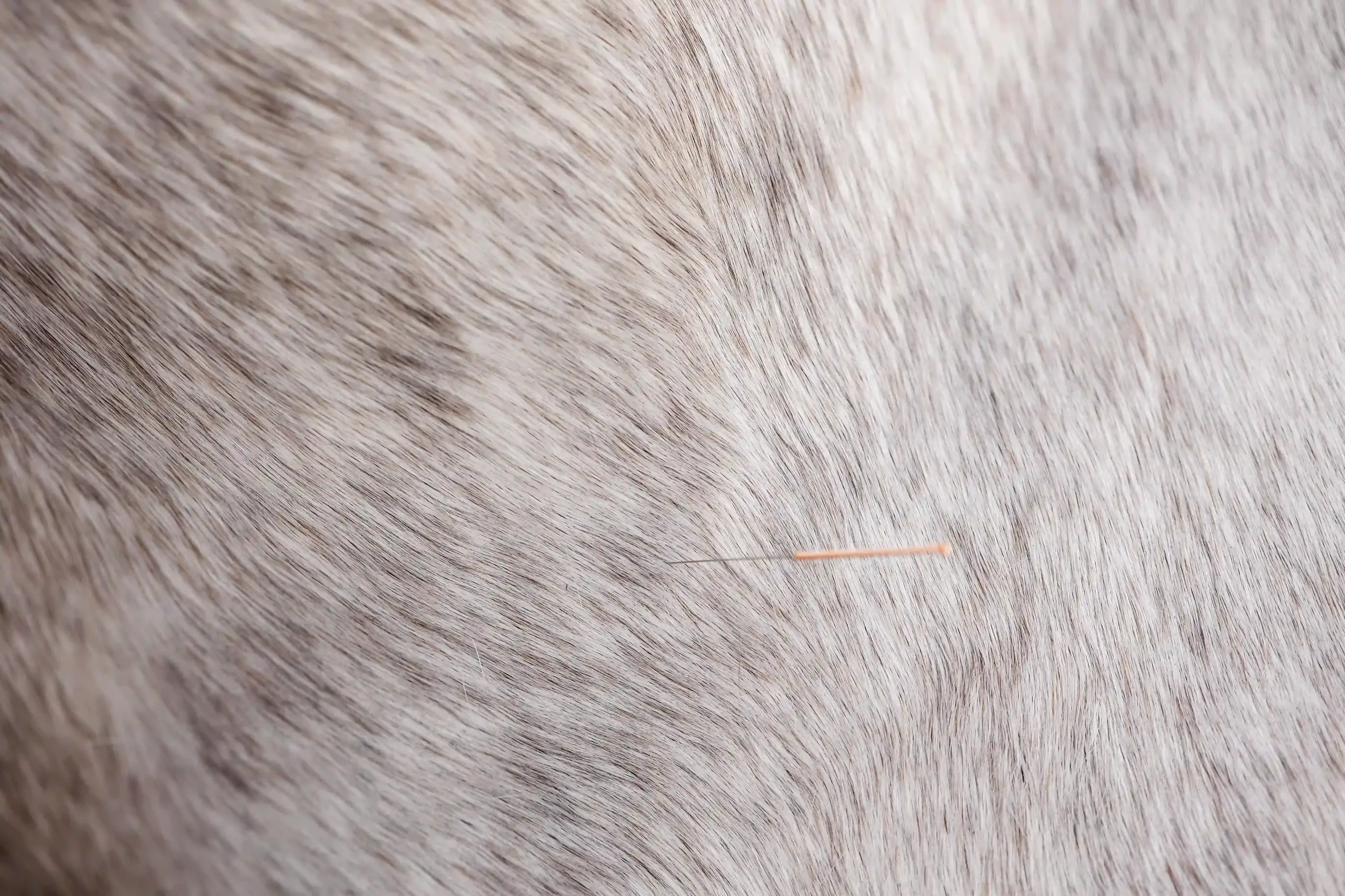 Dry Needling Behandlung Fullscreen